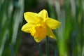 Yellow Narcisus